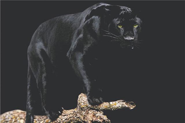Poster - Black panther